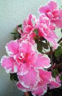 126xNx126x193pink_whiteazalea.jpg