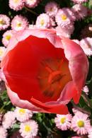 130xNx130x195floriadepinktulipwithdaisies.jpg