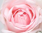 245xNx170x135pinkrose.jpg